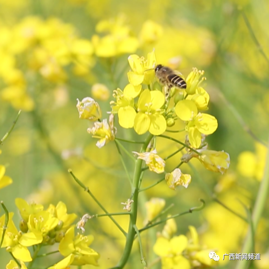 宾阳油菜花图片