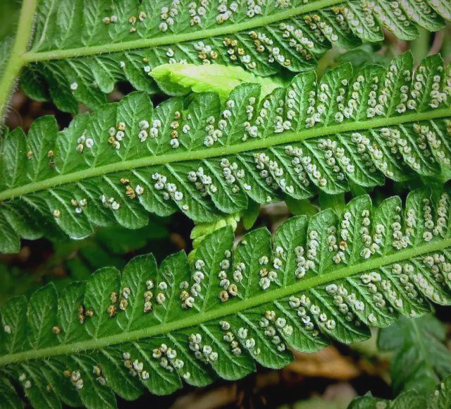 探索蕨类世界:孢子囊的多样形态