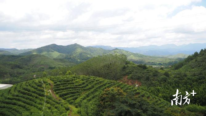 绘制和美乡村画卷!海丰县公平镇下洞村建设宜居宜业和美乡村