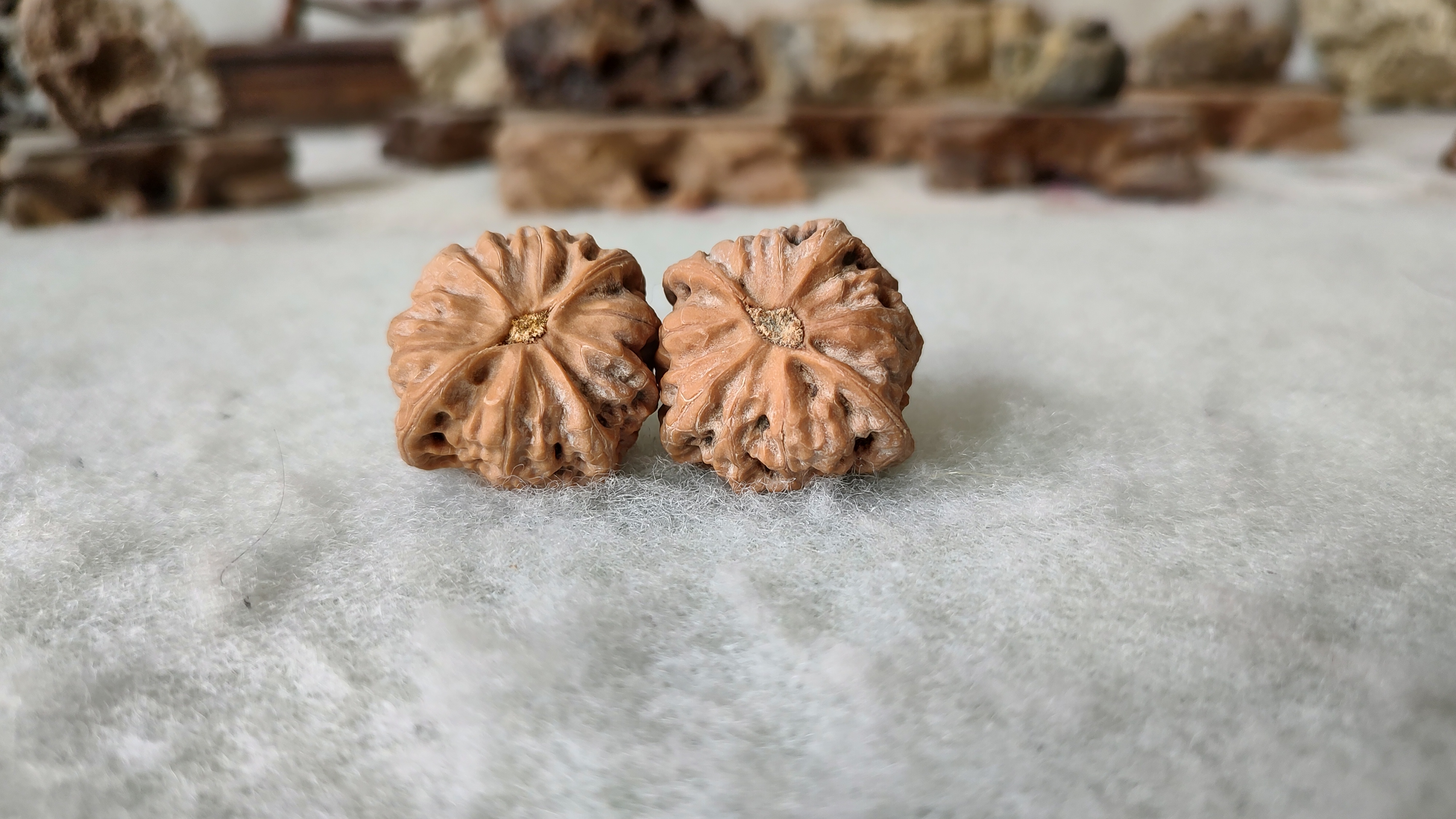 风氏文玩收藏馆:麻核桃 佛肚儿