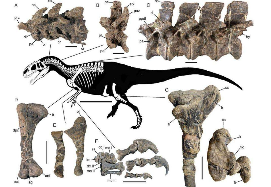 恐龙交配器官什么样?学者首次发现它们的化石,并进行模拟复原