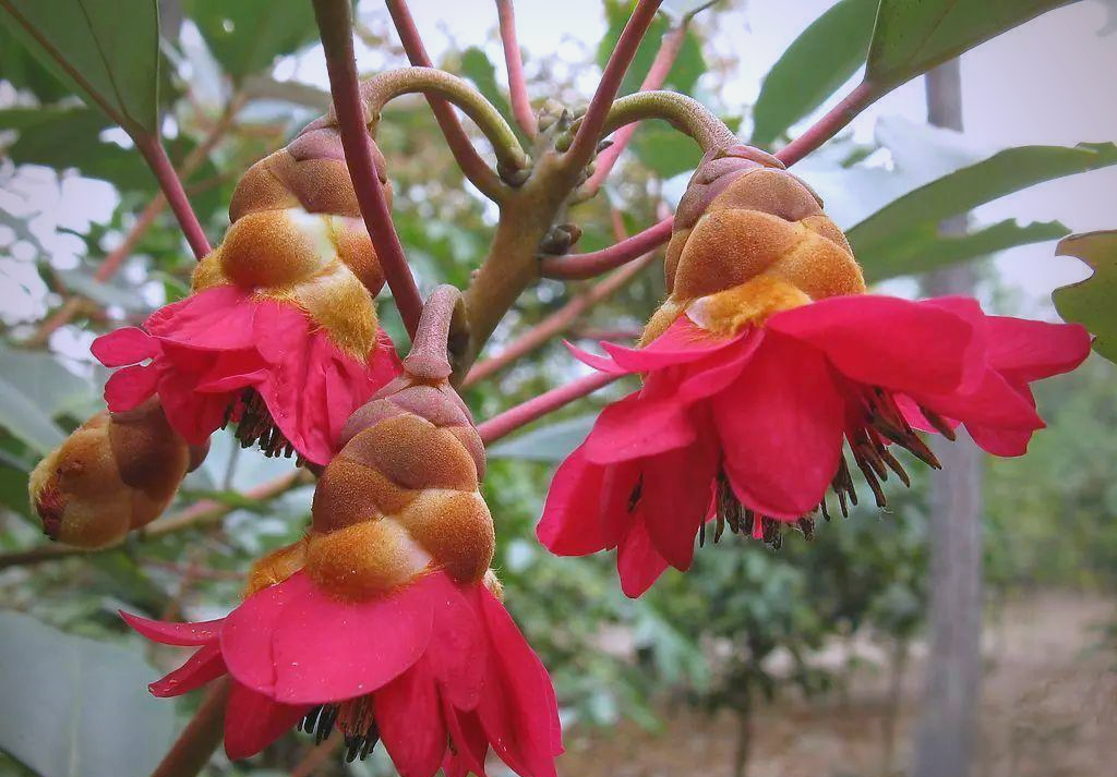 高州春景亮点:红花荷盛开引发爱情传说