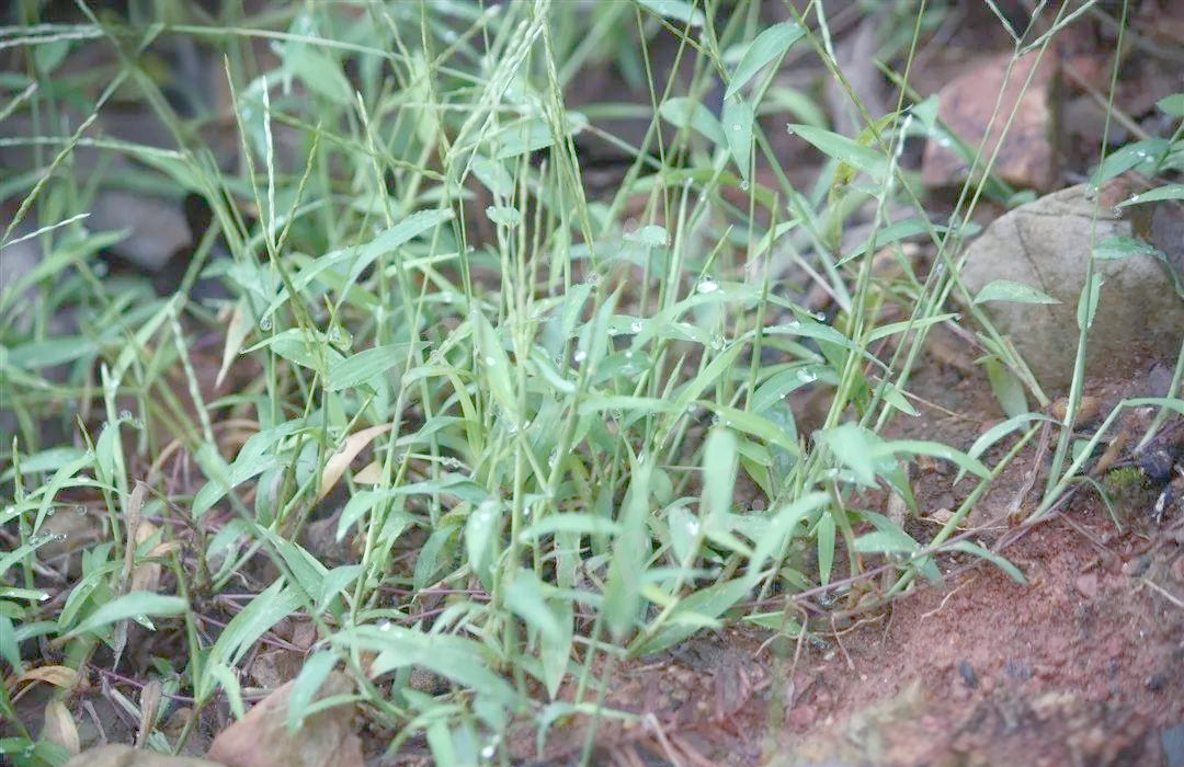 —马唐的多样种类与防除方法