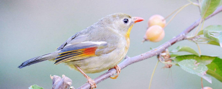 麻料鸟一直单音是母的吗?具体怎么判断