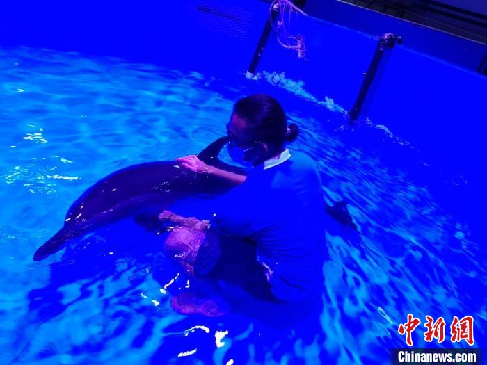 一点斑原海豚在三亚海滩搁浅 多部门联合救助