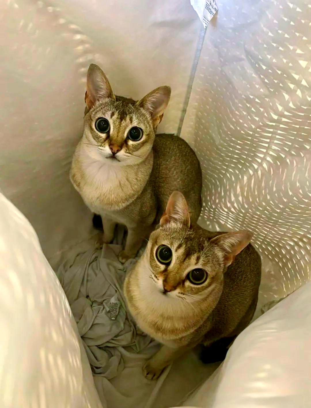 探索新加坡猫:优雅与机敏的都市精灵