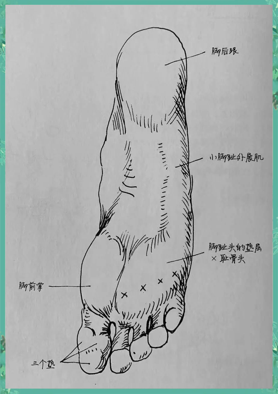 脚部结构全面解析