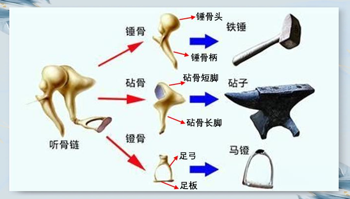听骨链:听觉系统中的微小奇迹