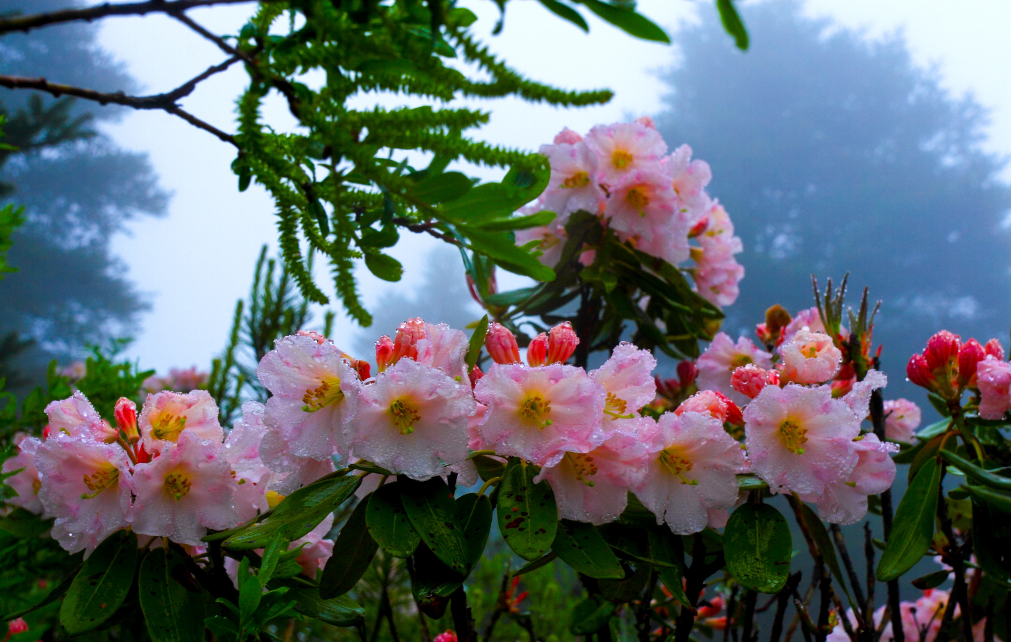 "520"来金阳 相约索玛花海