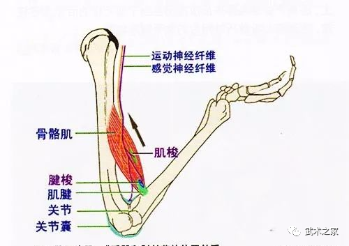 肌梭和梭内肌的关系图片