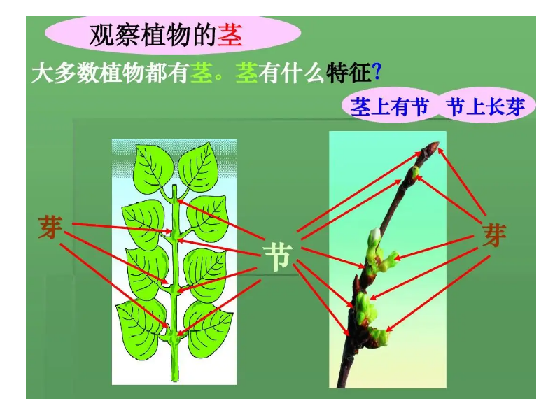 雙子葉植物木質莖的次生構造