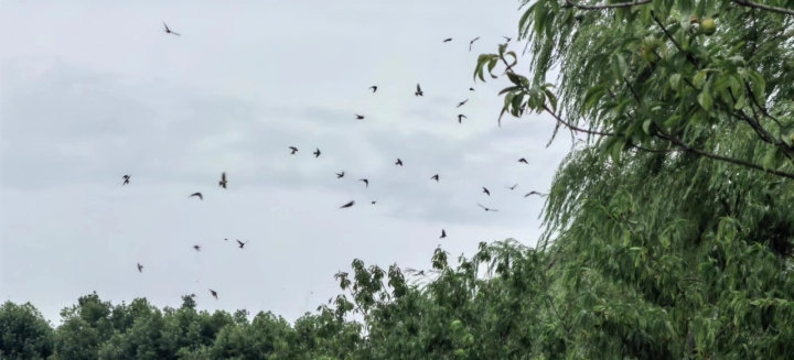 西湖上空数百只燕子扎堆低飞,是天有异象还是燕子"团建"?