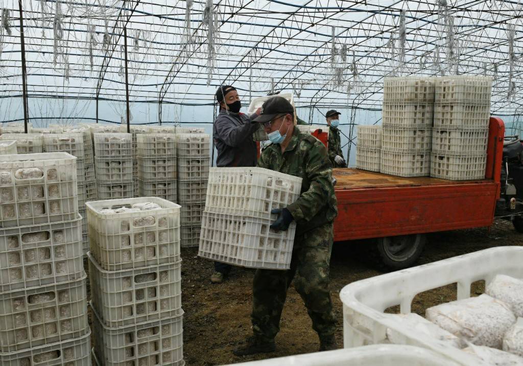 林场里面复工忙,白石山林业局黑木耳生产有序推进