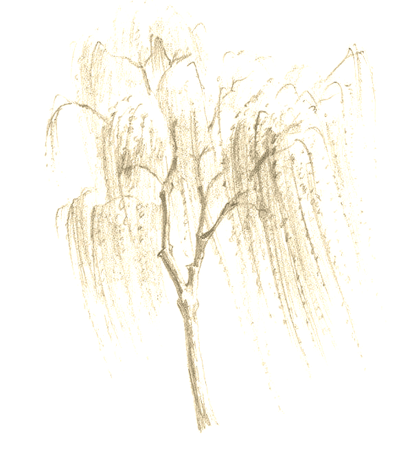 垂柳素描的详细步骤与技巧解析