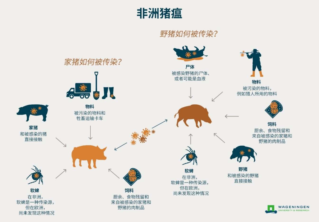 专文综述丨非洲猪瘟的传播途径及防控办法