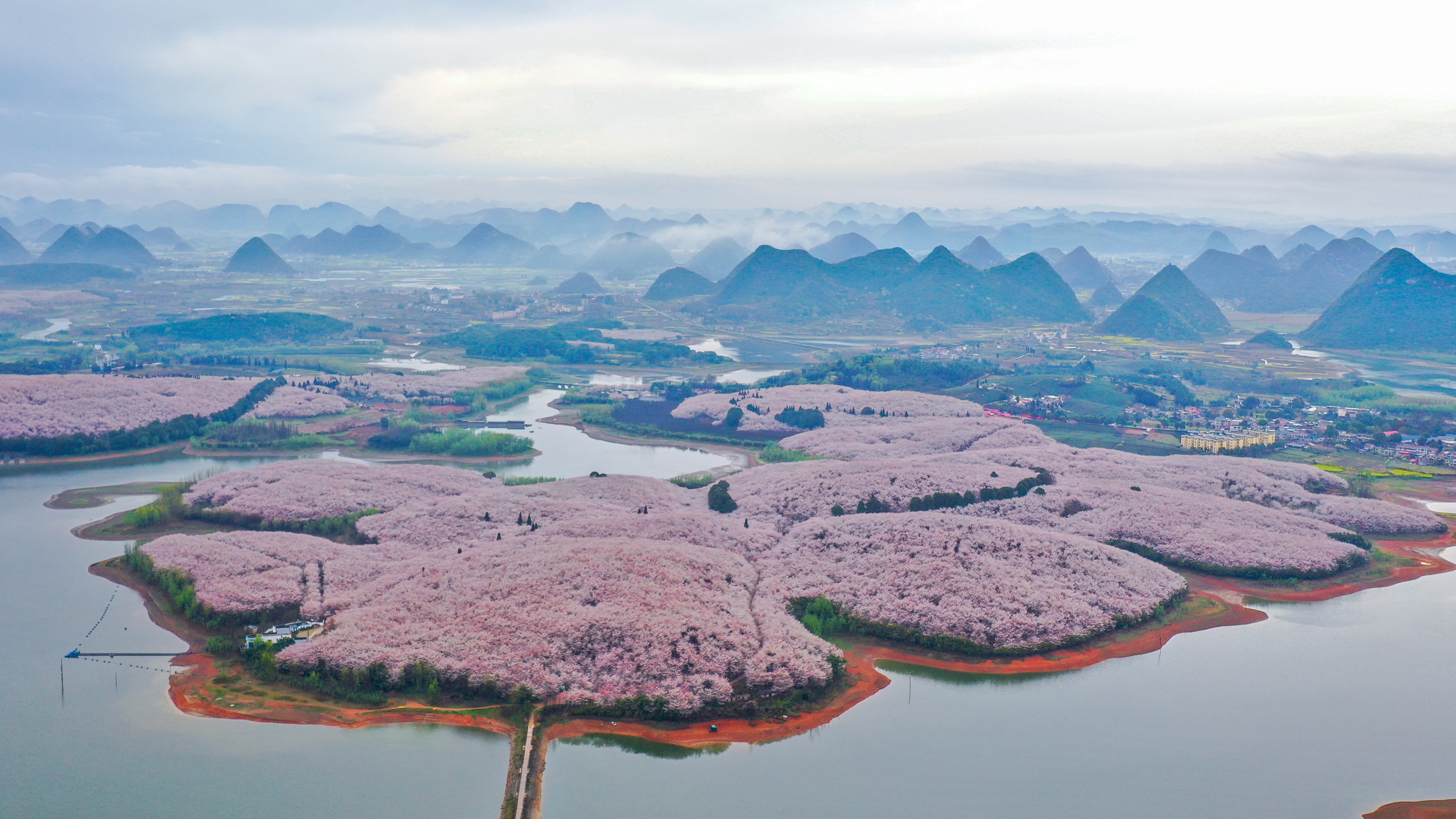 贵州樱花景区图片
