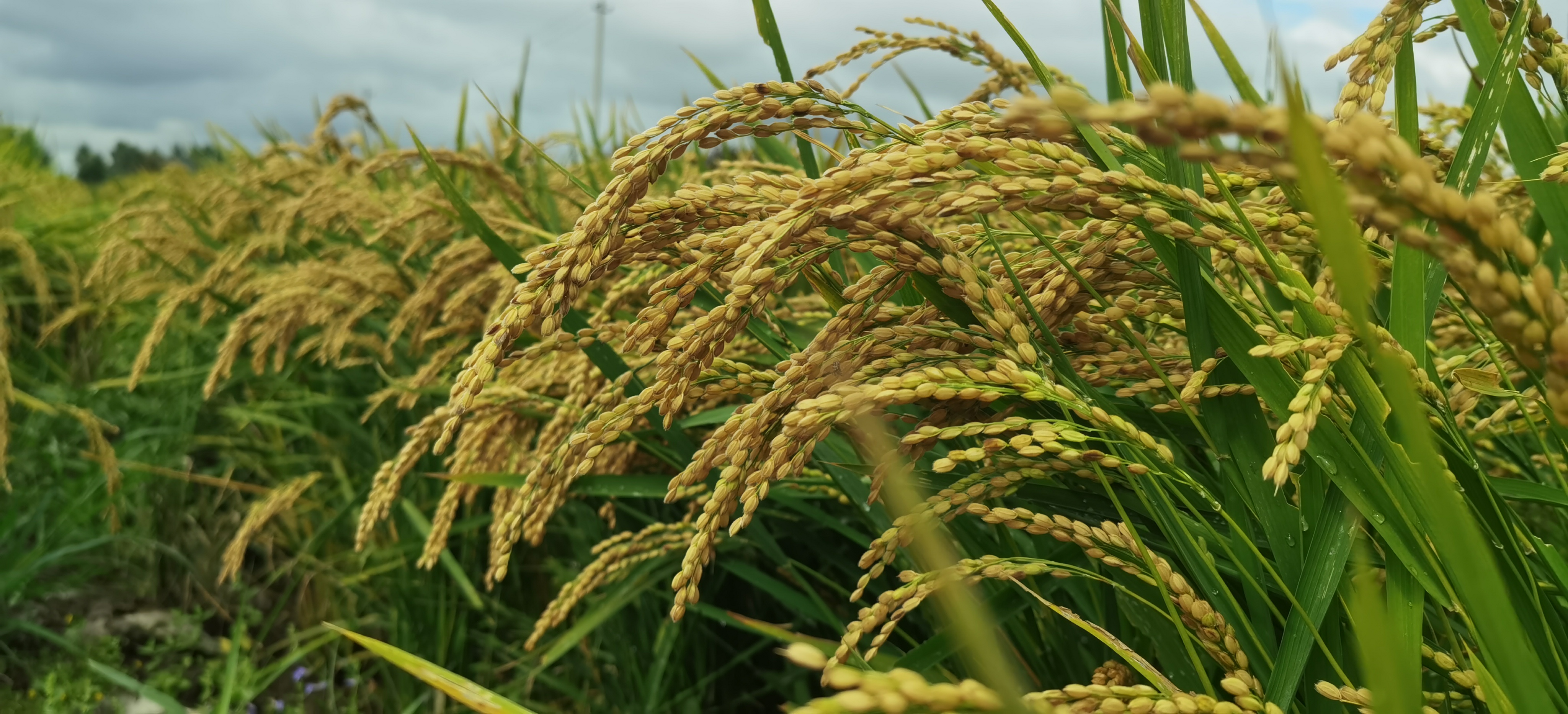 水稻品种龙粳1625图片