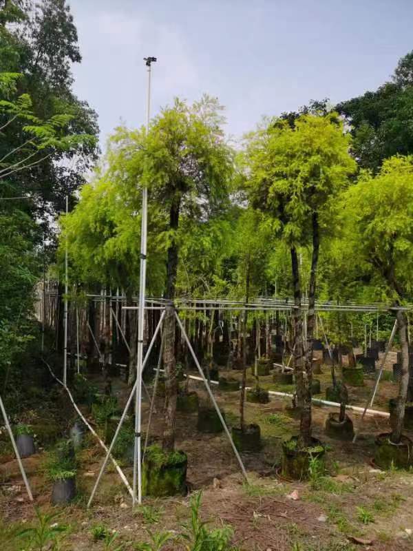 镇明园林——品质保证,基地直发,绿化苗木品种齐全!