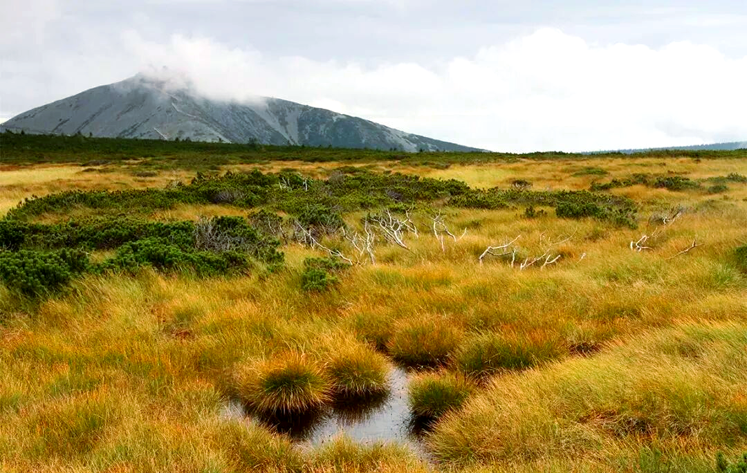 泥炭沼泽:独特生态系统的重要性与保护策略
