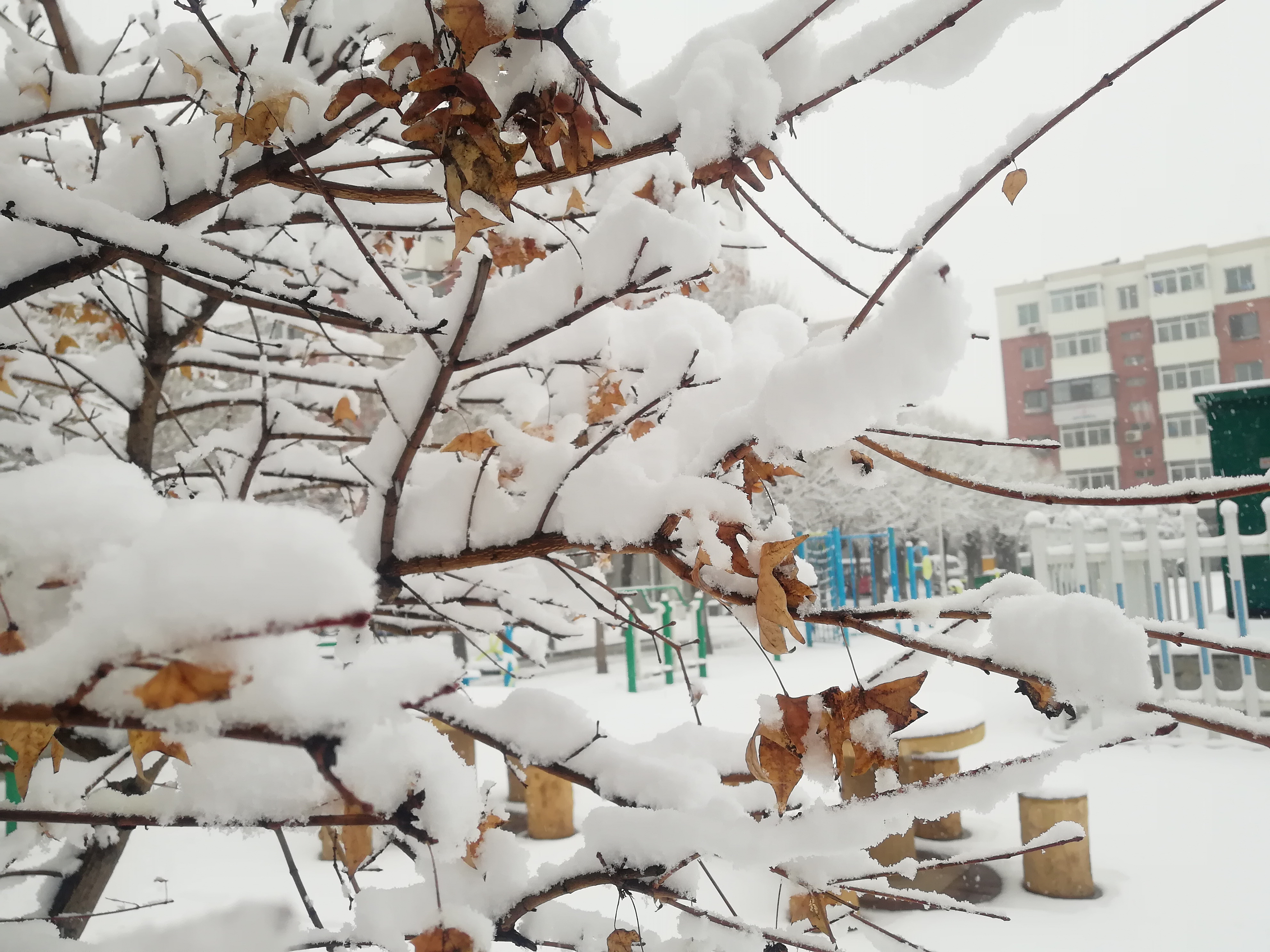 阜新雪景图片