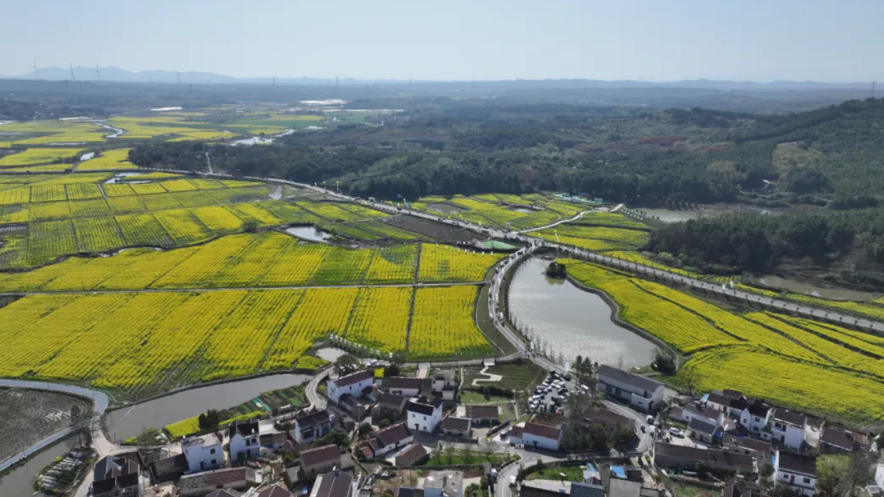 芜湖湾沚花海湿地公园图片