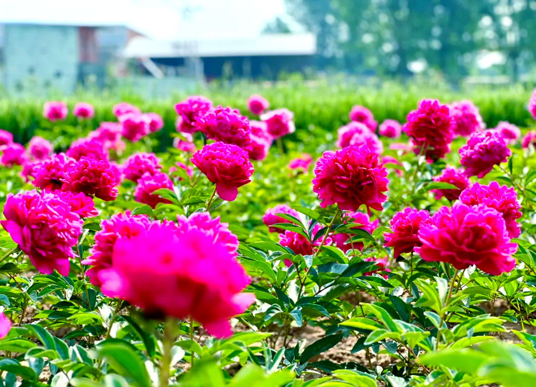 芍药种植基地开启"多样化经济"新篇章