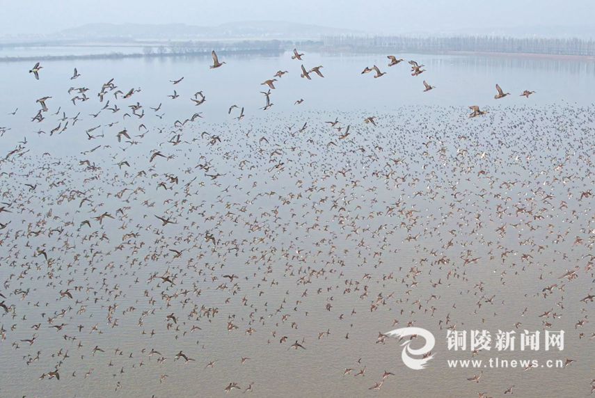 铜陵市陈瑶湖湿地 万千候鸟翔集