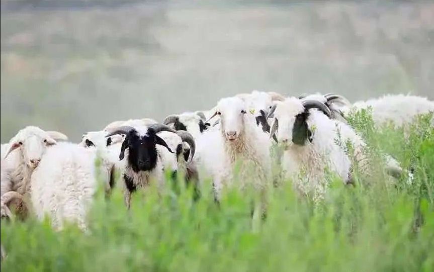 如何够买到正宗的宁夏盐池滩羊?