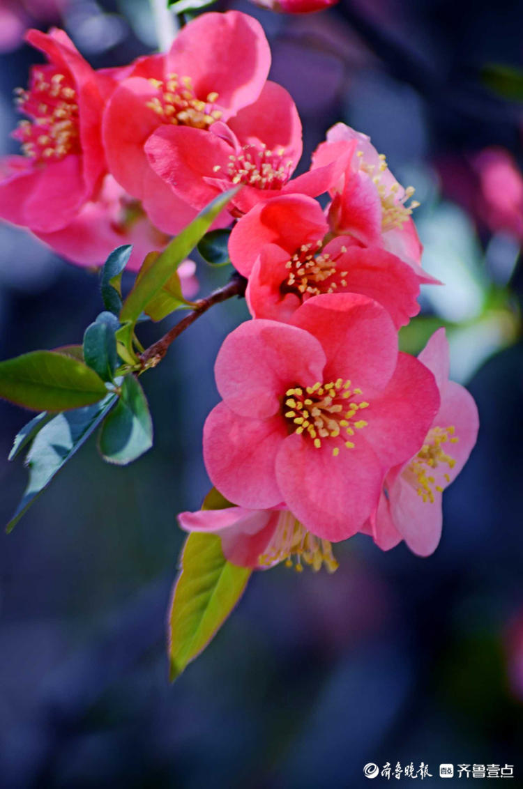 情报站|好美的小花朵!济南植物园木瓜海棠俏丽枝头,来赏花啦