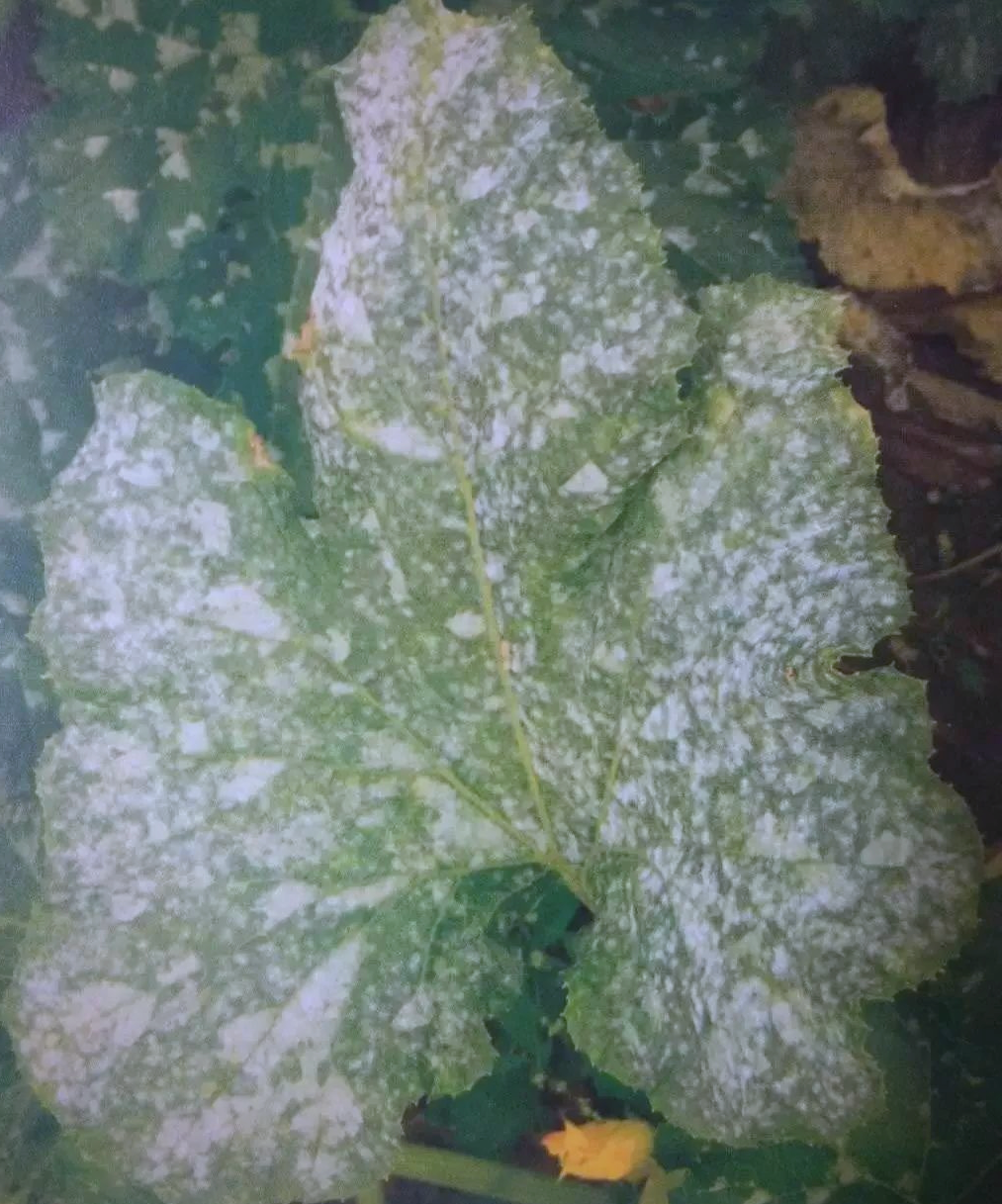 西葫芦病害详解及防治指南