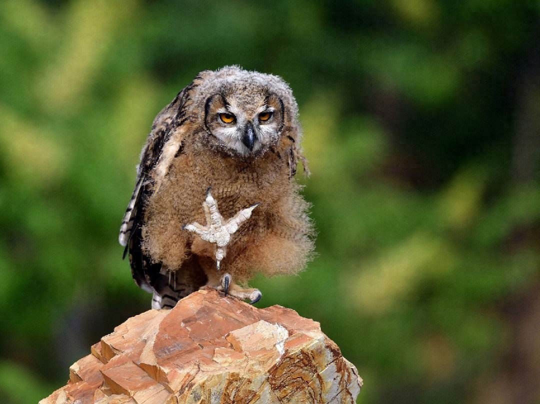 深夜的"恨虎鸟":雕鸮的诡异传说与生存挑战