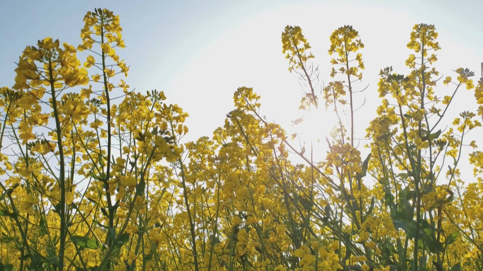 灌云潮河湾油菜花图片