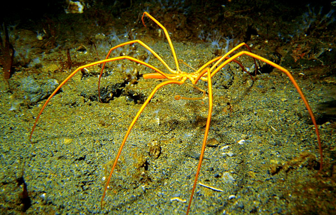 海蜘蛛的生存之道:足够"废物"竟能无敌于世