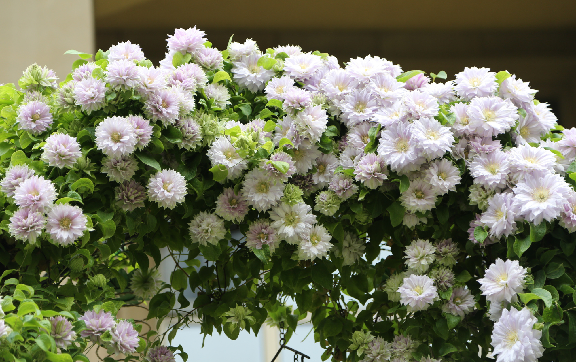 铁线莲"沃金美女"—花若牡丹,又仙又美,三季花开,阳台也能养