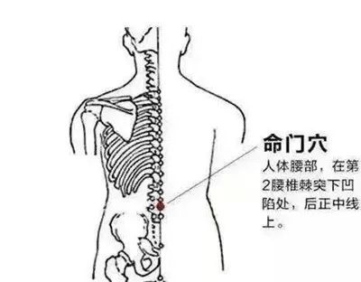 按揉命门穴有疏通背部经络,推动气血运行,振奋阳气,强肾固本等功效