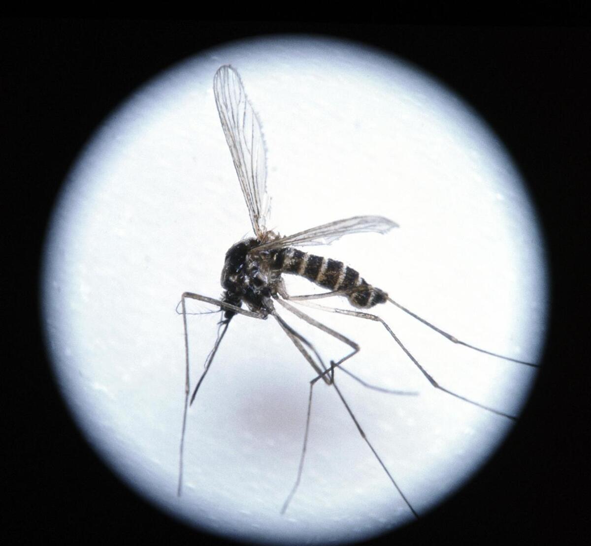 蚊香是把蚊子熏死还是熏晕了?对人体有多大伤害?看完涨知识了