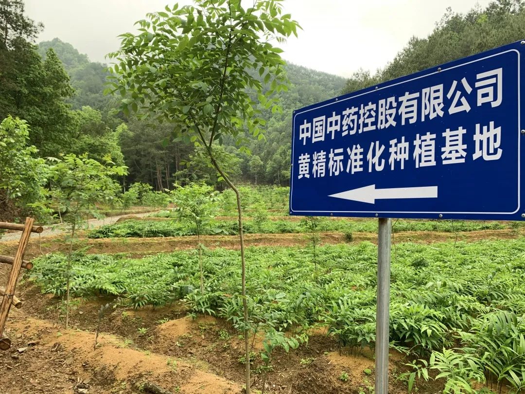 江西铜鼓黄精基地图片