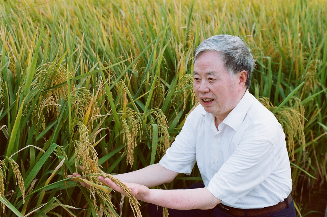 朱英国为粮食安全奋斗至最后一刻中国攻克杂交水稻难关50周年