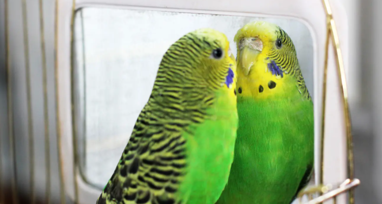 鹦鹉摇头晃脑是因为高兴吗