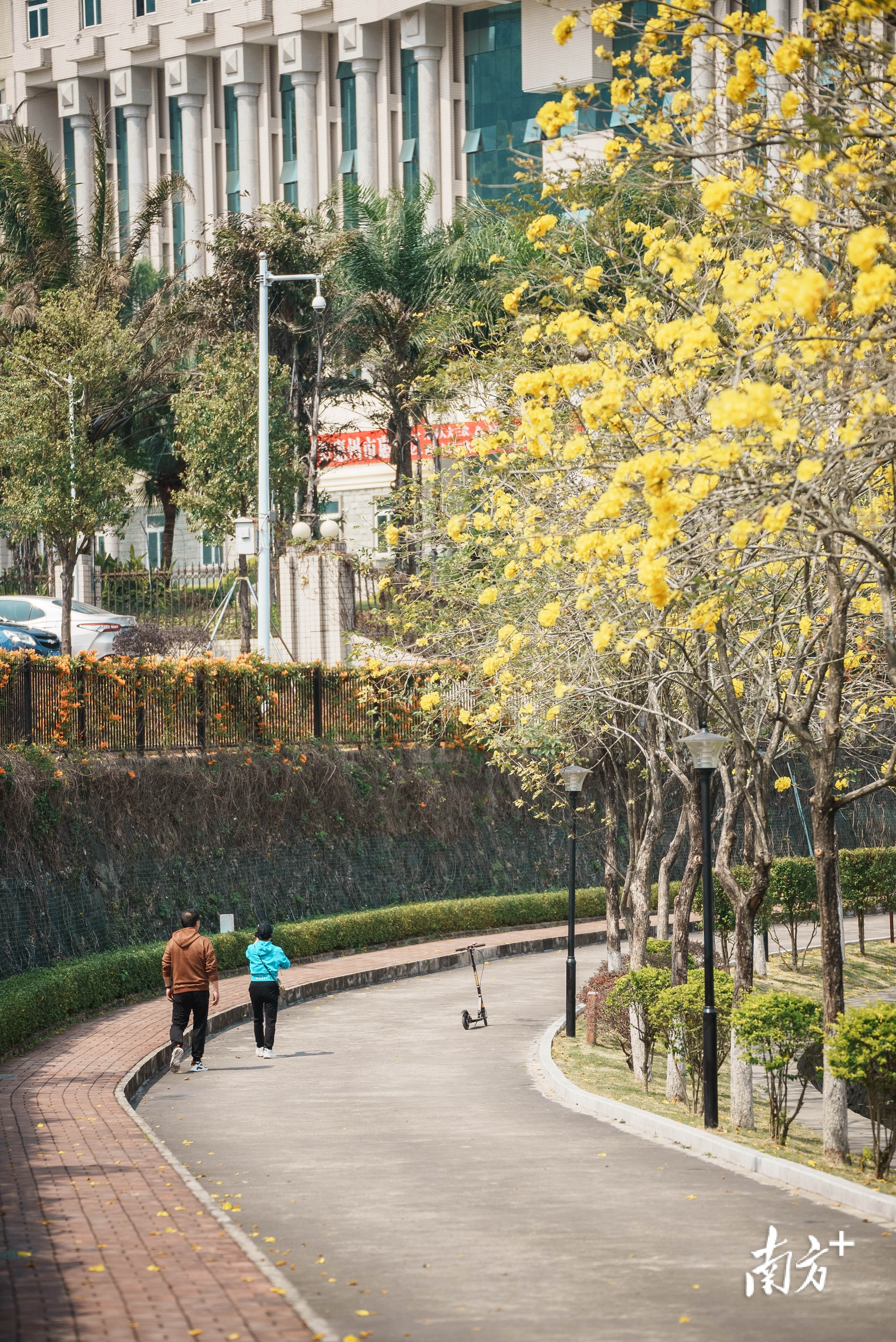 多图|最美人间三月天,惠州无处不飞花