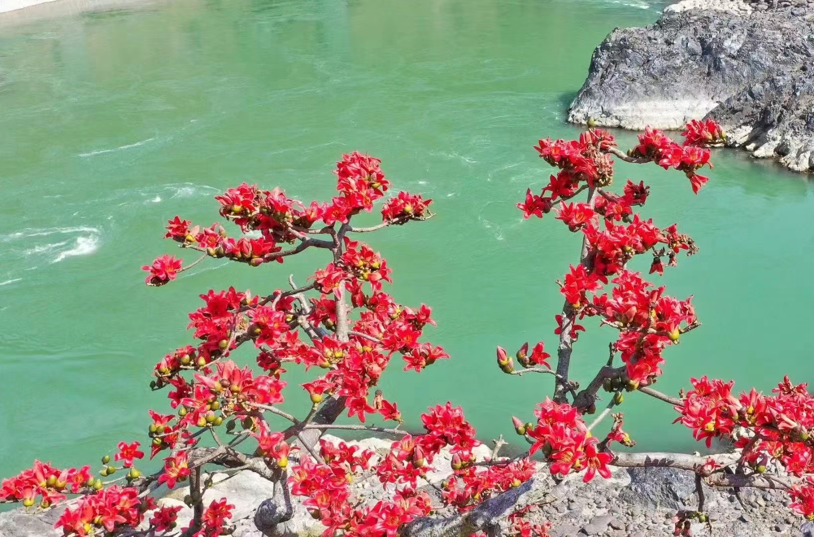 潞江坝木棉花图片