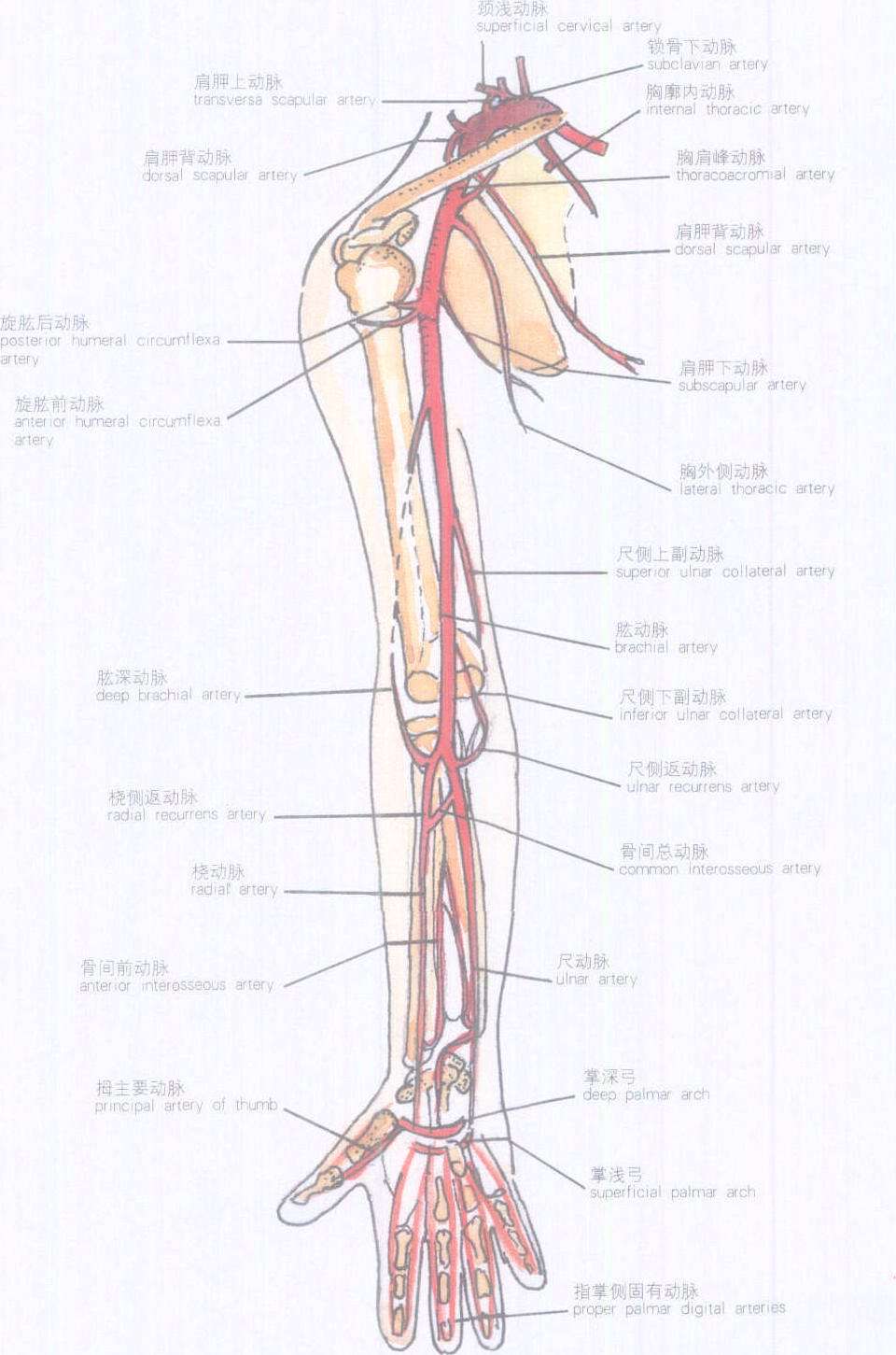 桥臂供血动脉图片