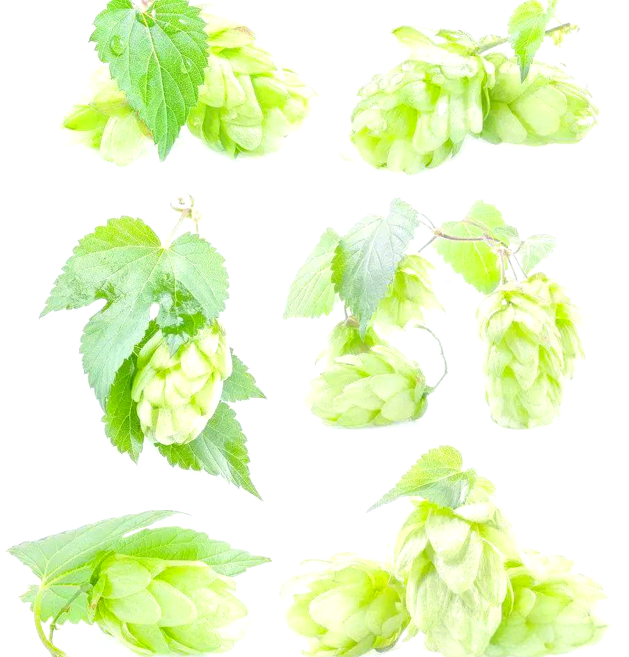 蛇麻草:啤酒酿造的关键原料