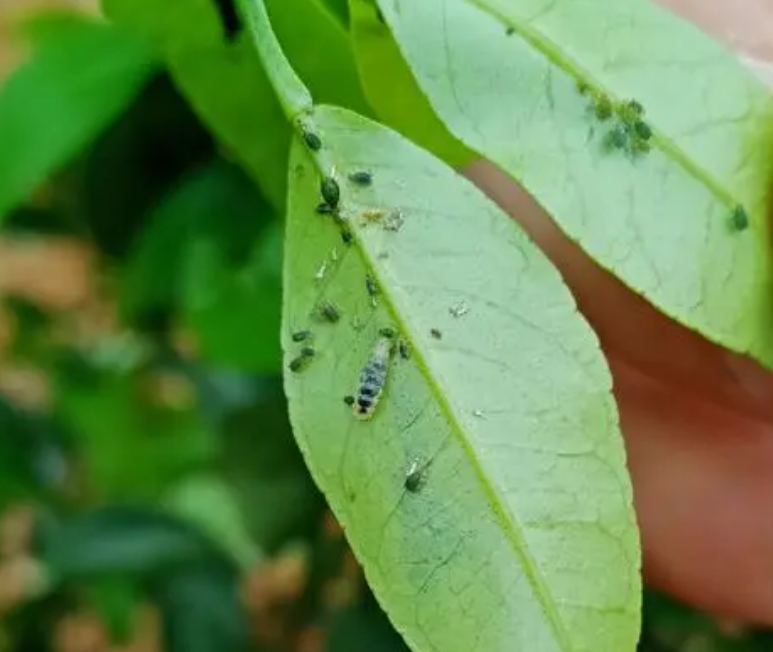 如何去除叶子上的油汗虫子