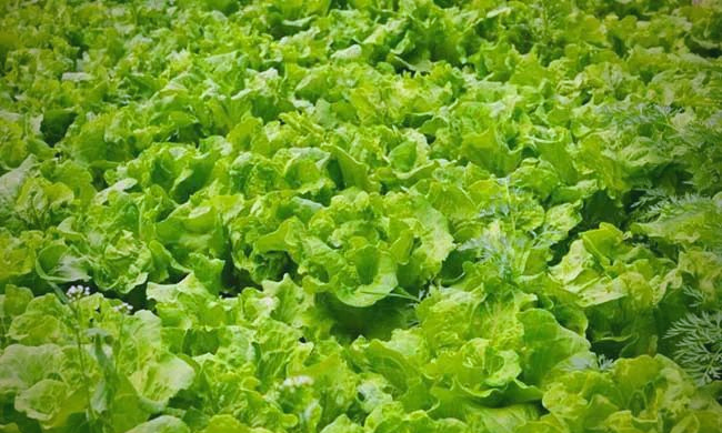 生菜软腐病的全面防治策略与实用技术