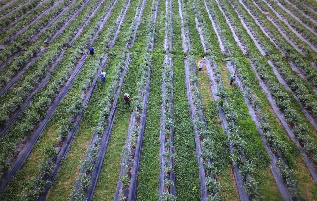 蓝莓种植的适宜地点及土壤条件