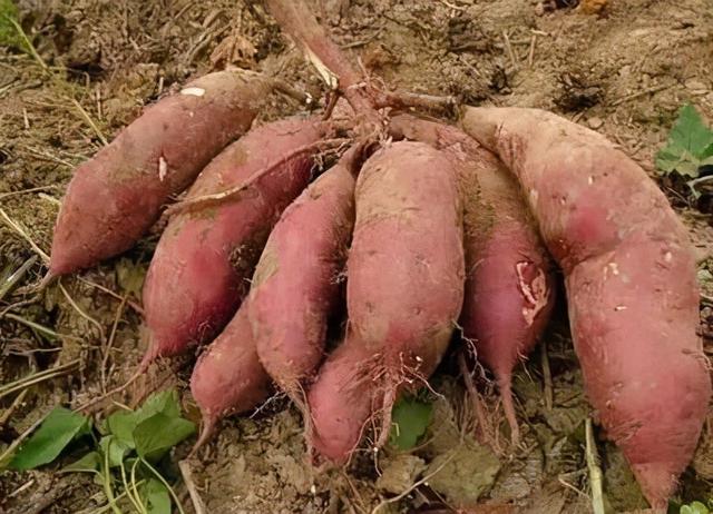 红薯病虫害早知道——疮痂病,主要发生在东南沿海,减产30%-40%