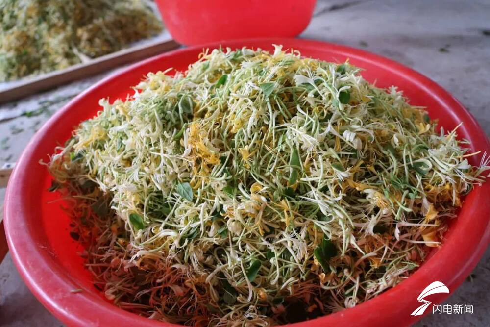 东平县银山镇东腊山村:百亩金银花鼓起群众"钱袋子"