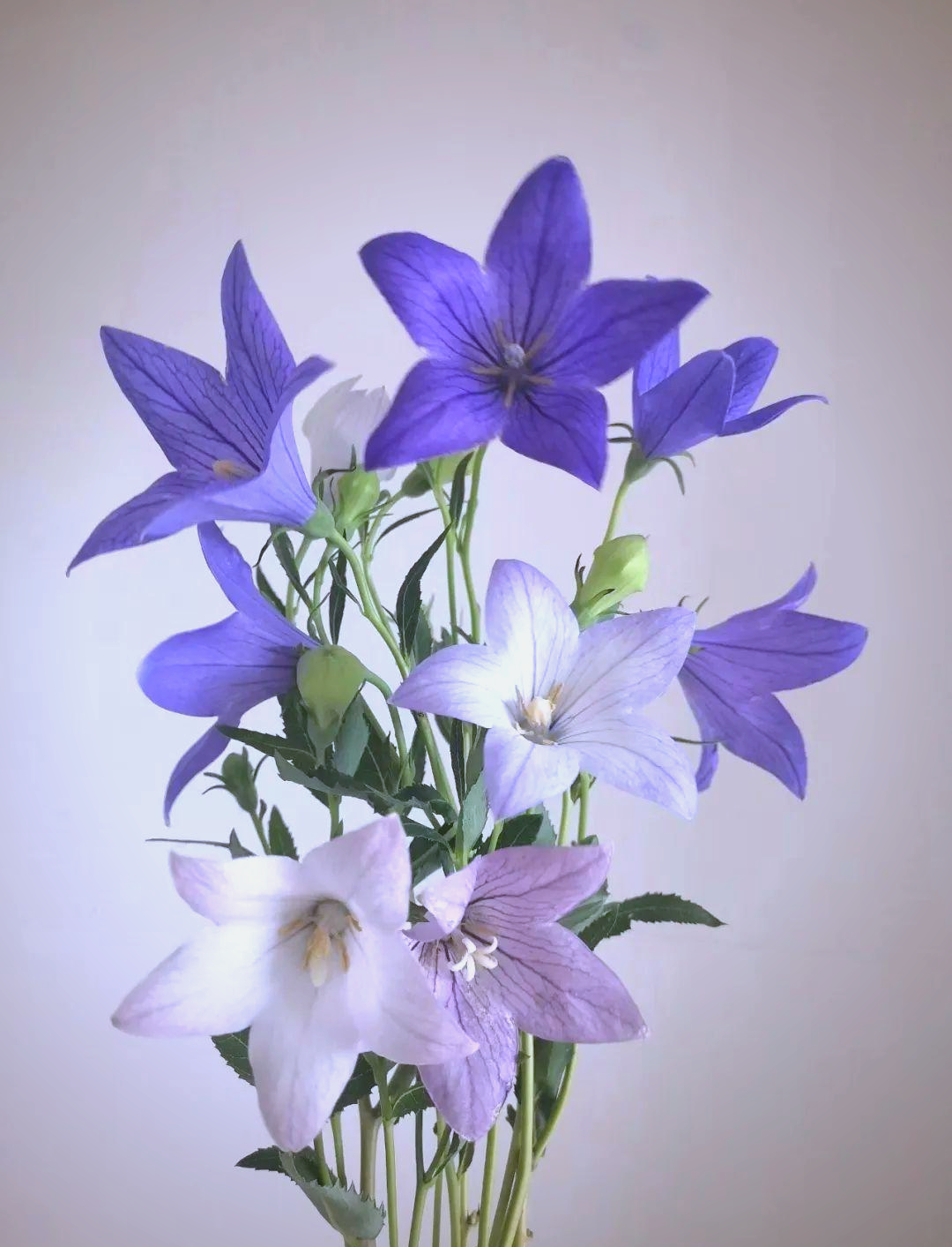 中国桔梗:不止是花,更是花语背后的故事