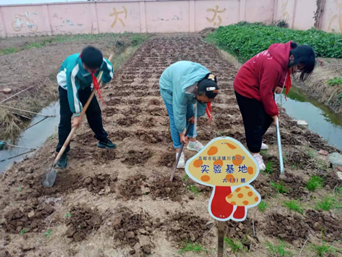 高邮市川青小学开展学生劳动实践教育活动